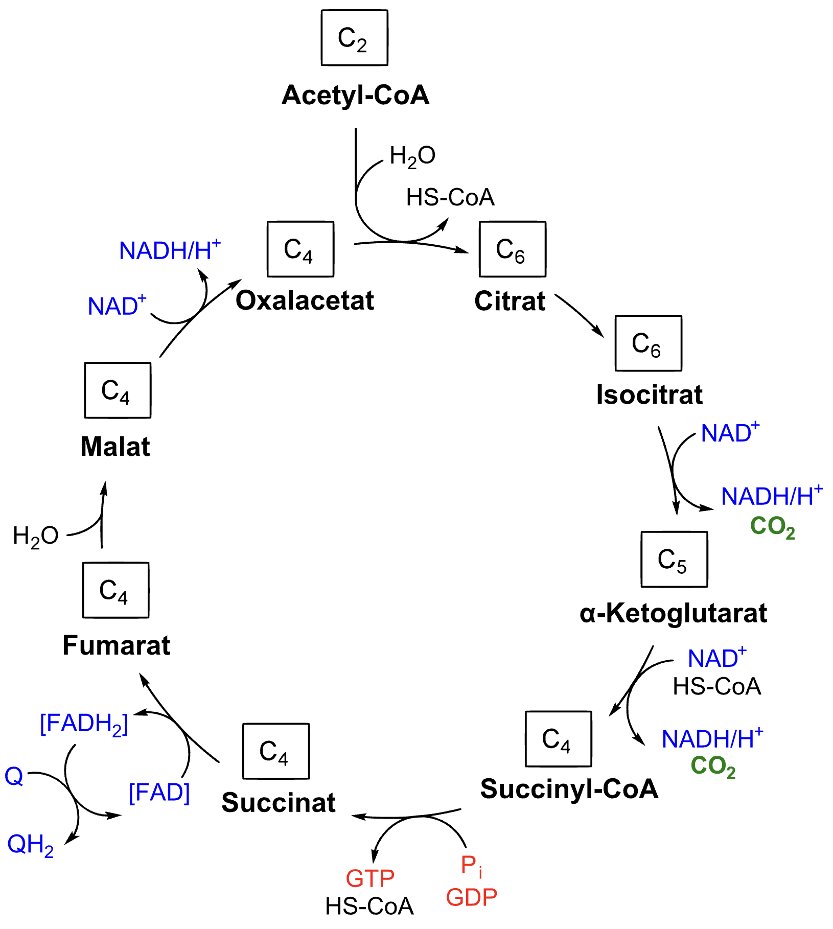 Detailliertes Schema des Citratzyklus mit allen Zwischenprodukten: Acetyl-CoA verbindet sich mit Oxalacetat zu Citrat, über Isocitrat, α-Ketoglutarat, Succinyl-CoA, Succinat, Fumarat und Malat zurück zu Oxalacetat. Bei den Schritten werden NAD+ zu NADH/H+, FAD zu FADH2 sowie Q zu QH2 reduziert, es entstehen CO2 und GTP.