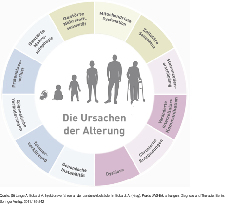 Kreisgrafik „Die Ursachen der Alterung“ mit den zwölf Hallmarks of Aging